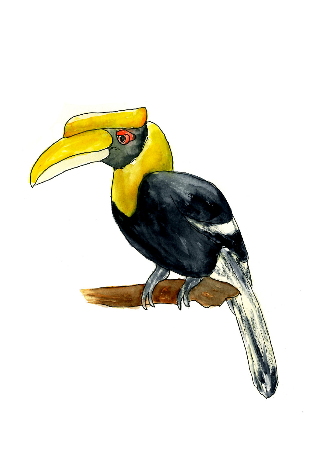 Buceros bicornis